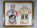 22x vintage schoolplaten ‘anatomie’ in wisselkader