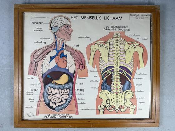 Image 1 of 22x vintage schoolplaten ‘anatomie’ in wisselkader