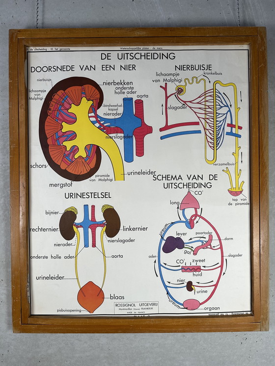 Image 1 of 22x vintage schoolplaten ‘anatomie’ in wisselkader