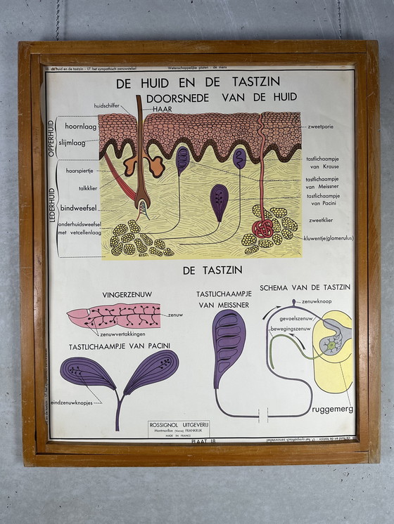 Image 1 of 22x vintage schoolplaten ‘anatomie’ in wisselkader