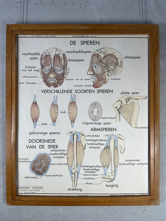 Image 1 of 22x vintage schoolplaten ‘anatomie’ in wisselkader