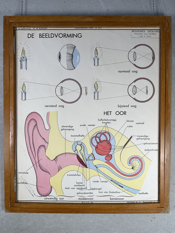 Image 1 of 22x vintage schoolplaten ‘anatomie’ in wisselkader