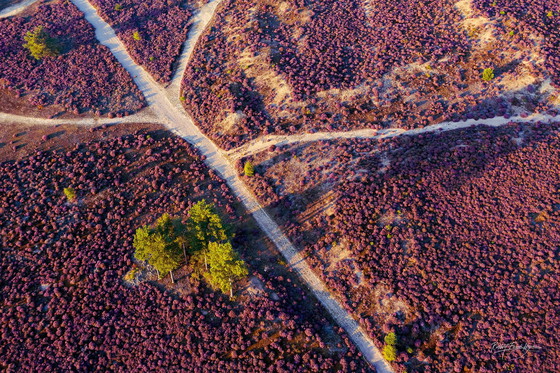 Image 1 of Robbert Frank Hagens- Cross Roads in Bloeiende Heide