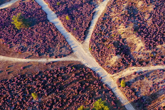 Image 1 of Robbert Frank Hagens- Cross Roads in Bloeiende Heide