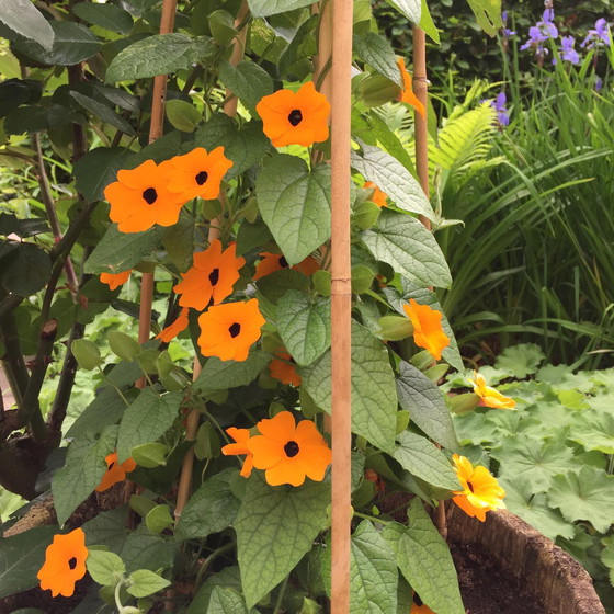 Image 1 of Zeefdruk Eric Toebosch