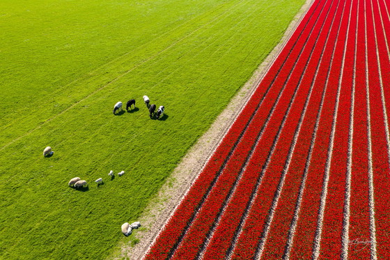 Image 1 of Robbert Frank Hagens- Kleurrijk Voorjaar | Nederland 2023