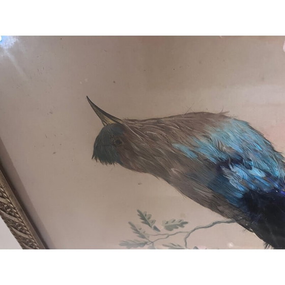 Image 1 of Vintage vogelillustratie