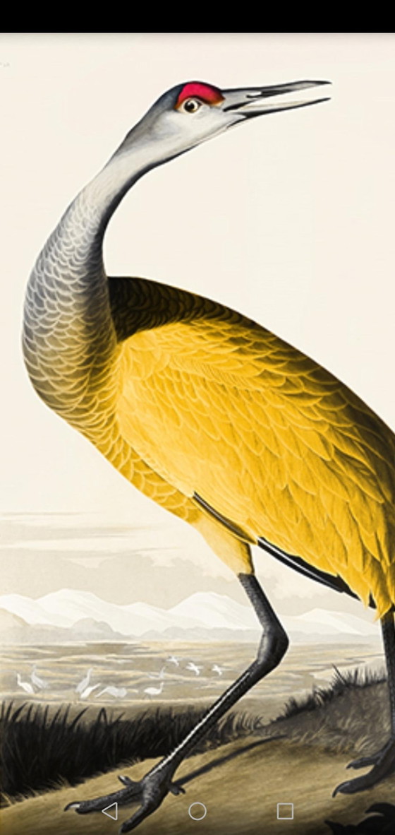 Image 1 of Vintage poster / gele vogel / A1