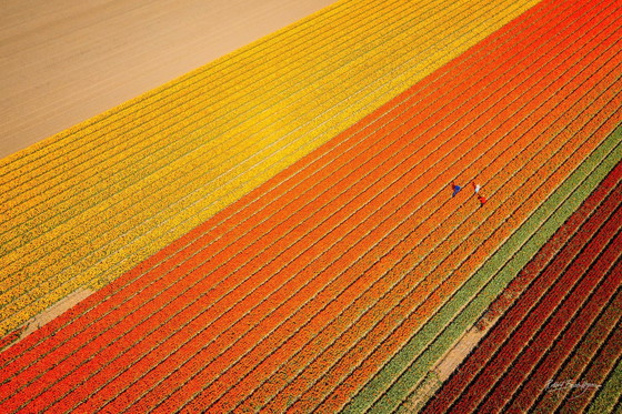 Image 1 of Colorful Spring Ii | Netherlands 2023