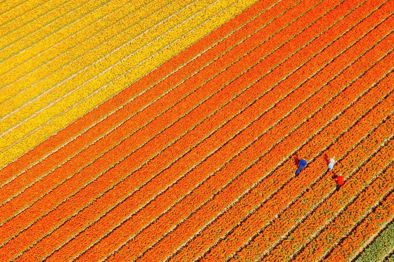 Image 1 of Colorful Spring Ii | Netherlands 2023