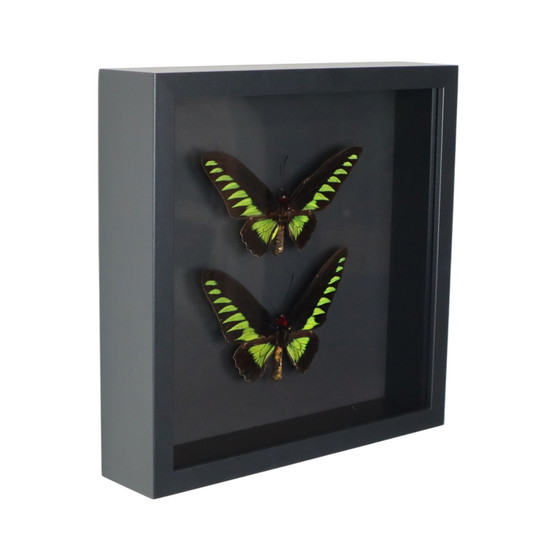 Image 1 of Ingelijste Vlinders Xl Birdwing