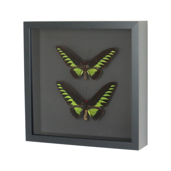 Image 1 of Ingelijste Vlinders Xl Birdwing