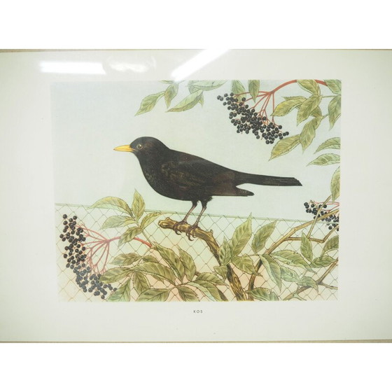 Image 1 of Vintage schoolposter, Tsjecho-Slowakije 1960