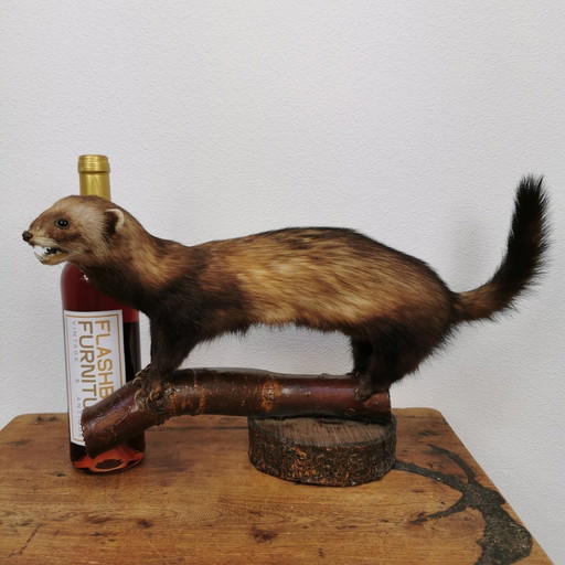 Vintage Opgezette Bunzing. Taxidermie Opgezet Dier