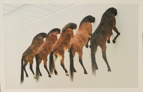 Image 1 of Maurizio Cattelan (1960), 5 Horses, 2007. Fondation Beyeler, Grootformaat 70 X 100 Cm. 