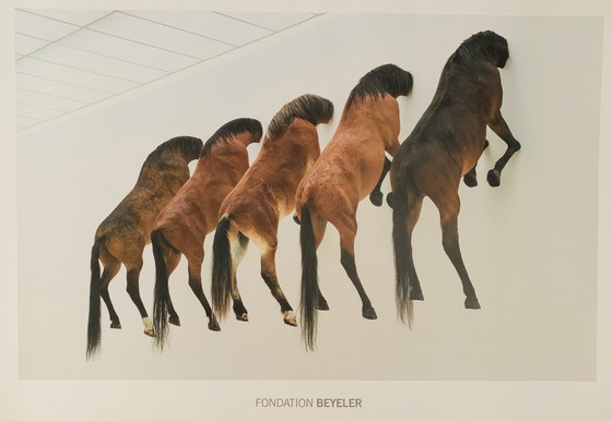 Image 1 of Maurizio Cattelan (1960), 5 Horses, 2007. Fondation Beyeler, Grootformaat 70 X 100 Cm. 