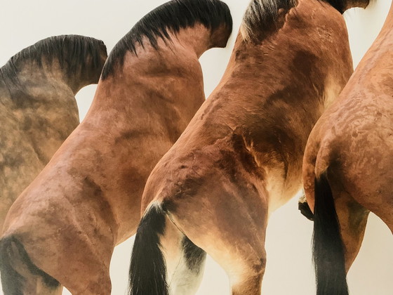 Image 1 of Maurizio Cattelan (1960), 5 Horses, 2007. Fondation Beyeler, Grootformaat 70 X 100 Cm. 