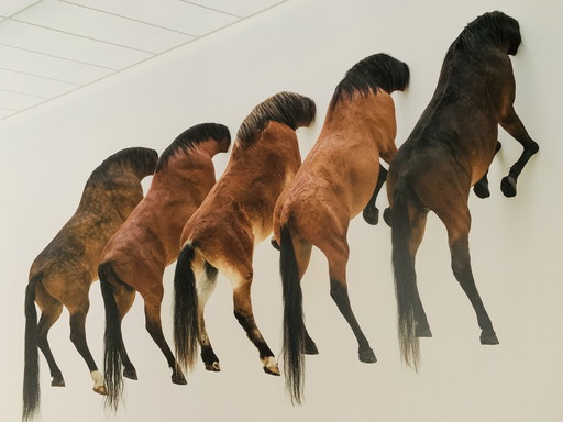 Maurizio Cattelan (1960), 5 Horses, 2007. Fondation Beyeler, Grootformaat 70 X 100 Cm. 