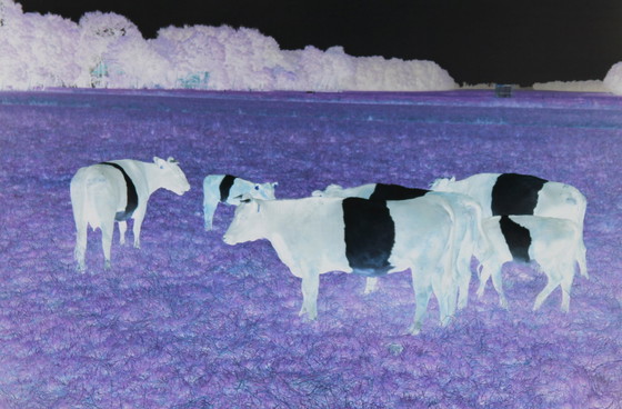 Image 1 of Marijke van Warmerdam, "Mad Cows" 2002, oplage van 5 exemplaren