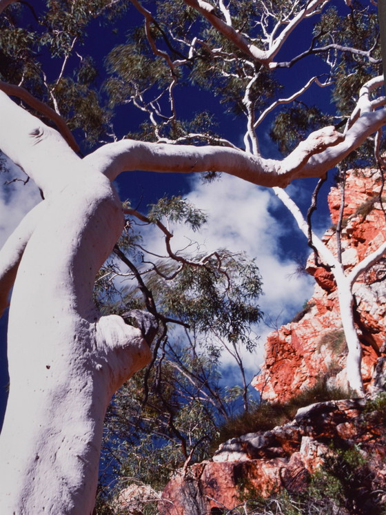 Image 1 of Peter Lik - Ghost Gum