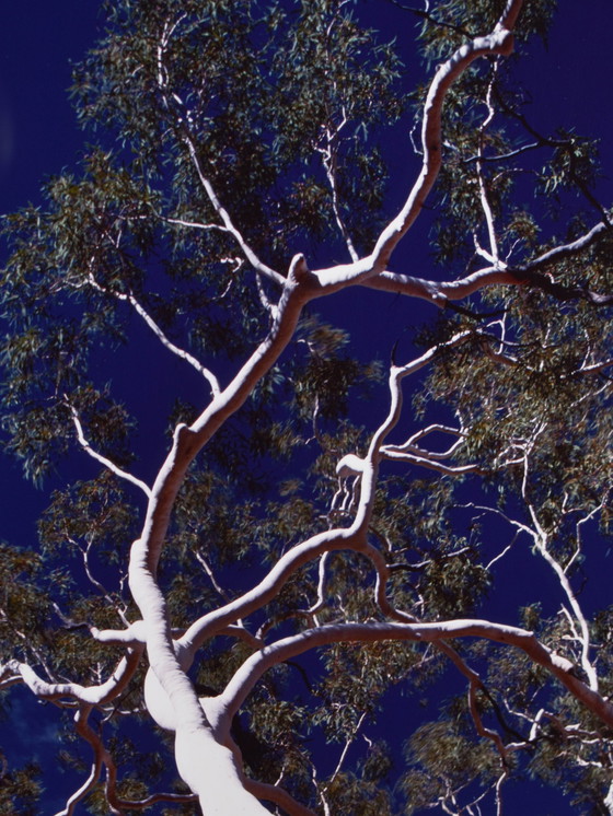 Image 1 of Peter Lik - Ghost Gum