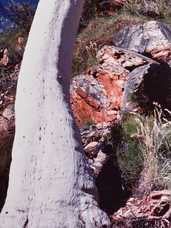 Image 1 of Peter Lik - Ghost Gum