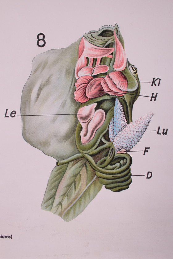 Image 1 of Vintage Biologische wand schoolkaart W.Gummert kikker  60s