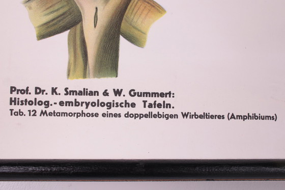 Image 1 of Vintage Biologische wand schoolkaart W.Gummert kikker  60s