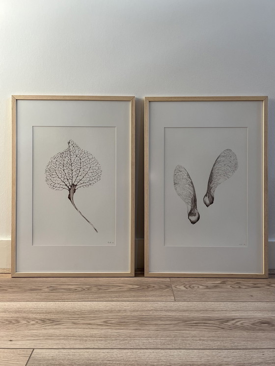 Image 1 of Fine Art Print Ingelijst: Hortensia Blad 