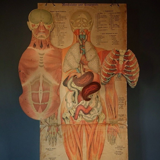 Image 1 of Oude anatomie poster vintage