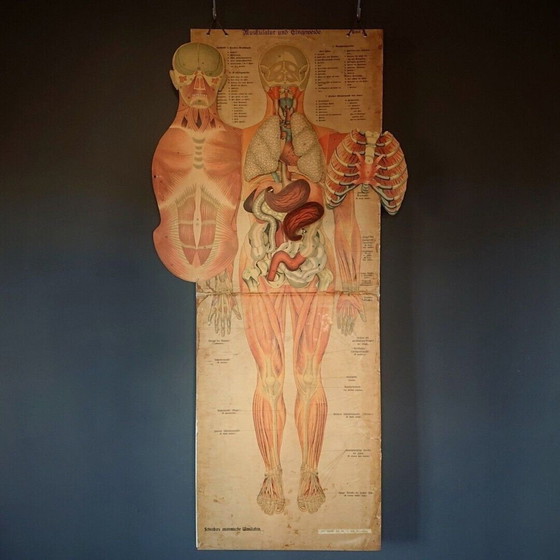 Image 1 of Oude anatomie poster vintage