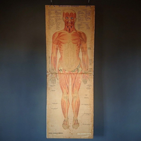 Image 1 of Oude anatomie poster vintage