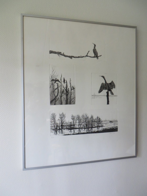 Image 1 of Ans van der Zweep-Heijmen Ets compilatie - Aalscholvers in het Gelders landschap