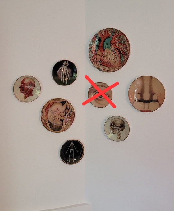 Image 1 of Wallware Decoratieve Wandborden Anatomie