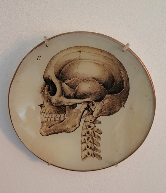 Image 1 of Wallware Decoratieve Wandborden Anatomie