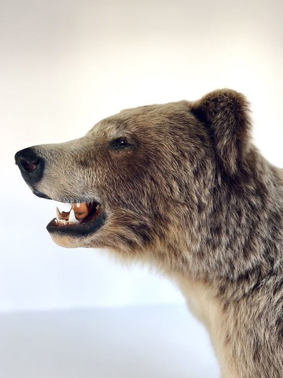 Image 1 of Opgezette Canadese Grizzly beer