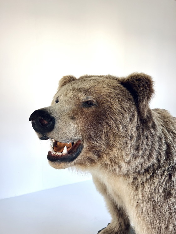 Image 1 of Opgezette Canadese Grizzly beer