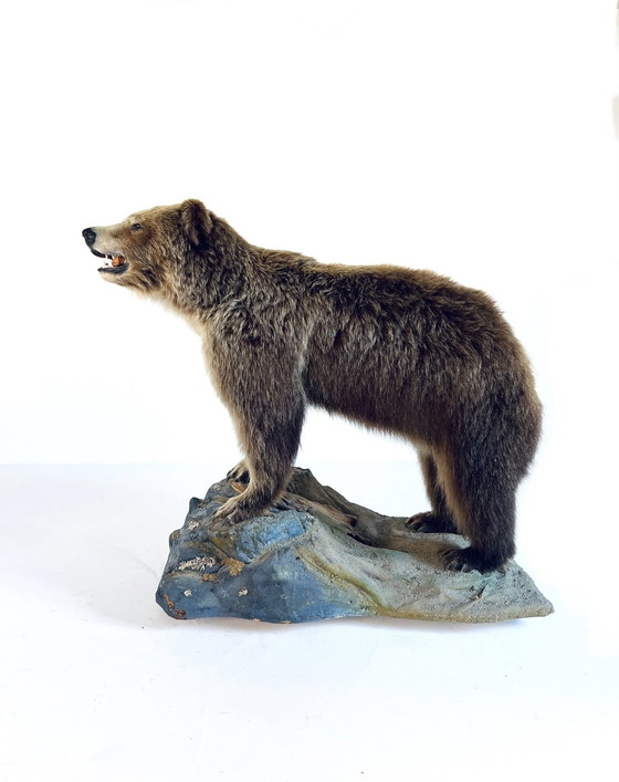 Image 1 of Opgezette Canadese Grizzly beer