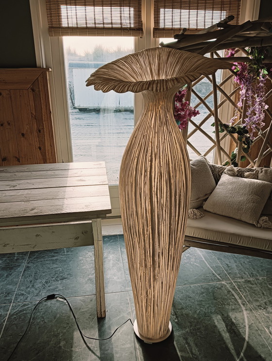 Image 1 of Morning Glory