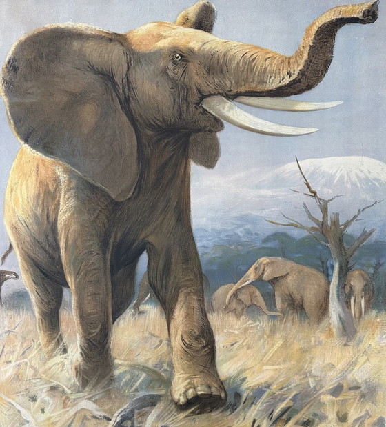 Image 1 of Vintage linnen schoolkaart - Afrikaanse olifant