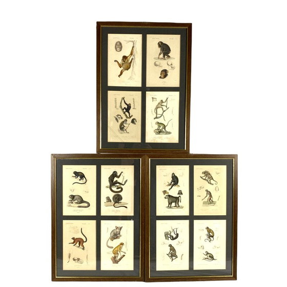 Image 1 of Set van 3 vintage ingelijste panelen met 12 gravures "Het dierenrijk" door Georges Cuvier, Frankrijk 1816
