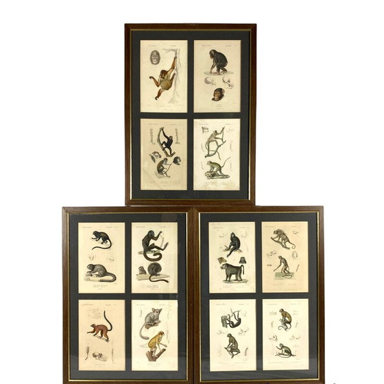 Image 1 of Set van 3 vintage ingelijste panelen met 12 gravures "Het dierenrijk" door Georges Cuvier, Frankrijk 1816