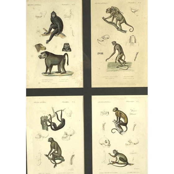 Image 1 of Set van 3 vintage ingelijste panelen met 12 gravures "Het dierenrijk" door Georges Cuvier, Frankrijk 1816