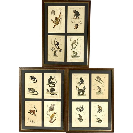 Set van 3 vintage ingelijste panelen met 12 gravures "Het dierenrijk" door Georges Cuvier, Frankrijk 1816