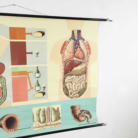 Image 1 of Vintage educatieve poster over spijsvertering door Jung-Koch Quentell, 1960