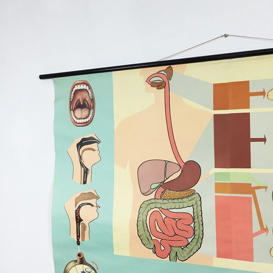 Image 1 of Vintage educatieve poster over spijsvertering door Jung-Koch Quentell, 1960