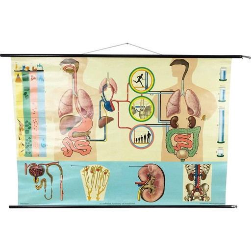 Vintage educatieve poster over de anatomie van het menselijk lichaam door Jung-Koch Quentell, 1970