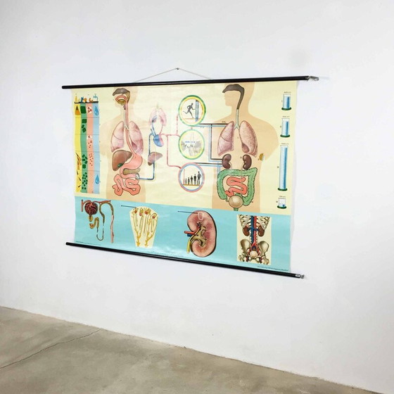 Image 1 of Vintage educatieve poster over de anatomie van het menselijk lichaam door Jung-Koch Quentell, 1970