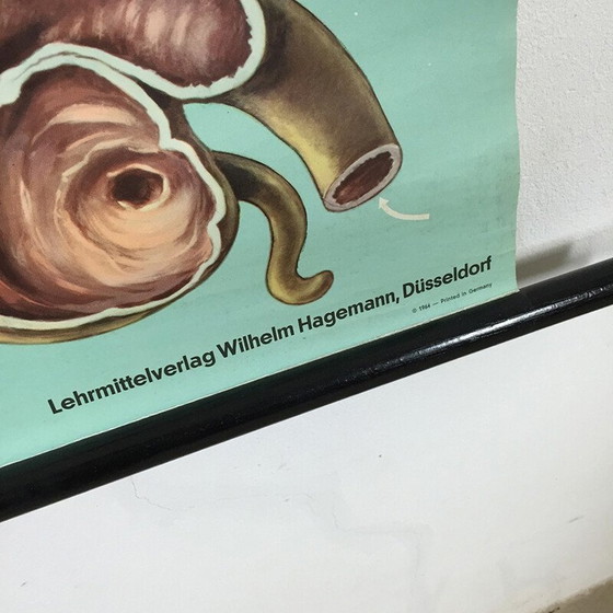 Image 1 of Vintage educatieve poster over de anatomie van het menselijk lichaam door Jung-Koch Quentell, 1970