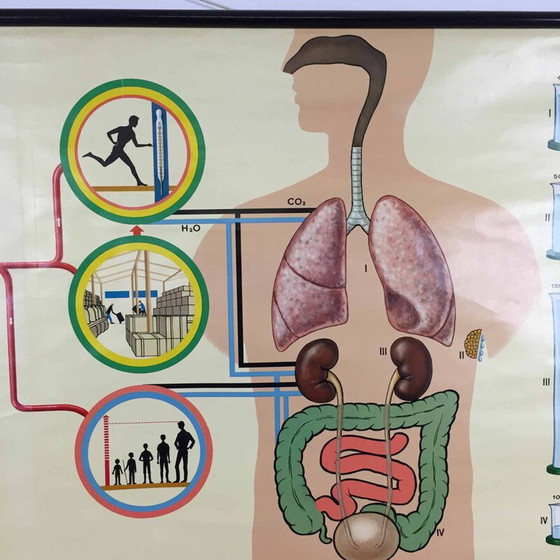 Image 1 of Vintage educatieve poster over de anatomie van het menselijk lichaam door Jung-Koch Quentell, 1970